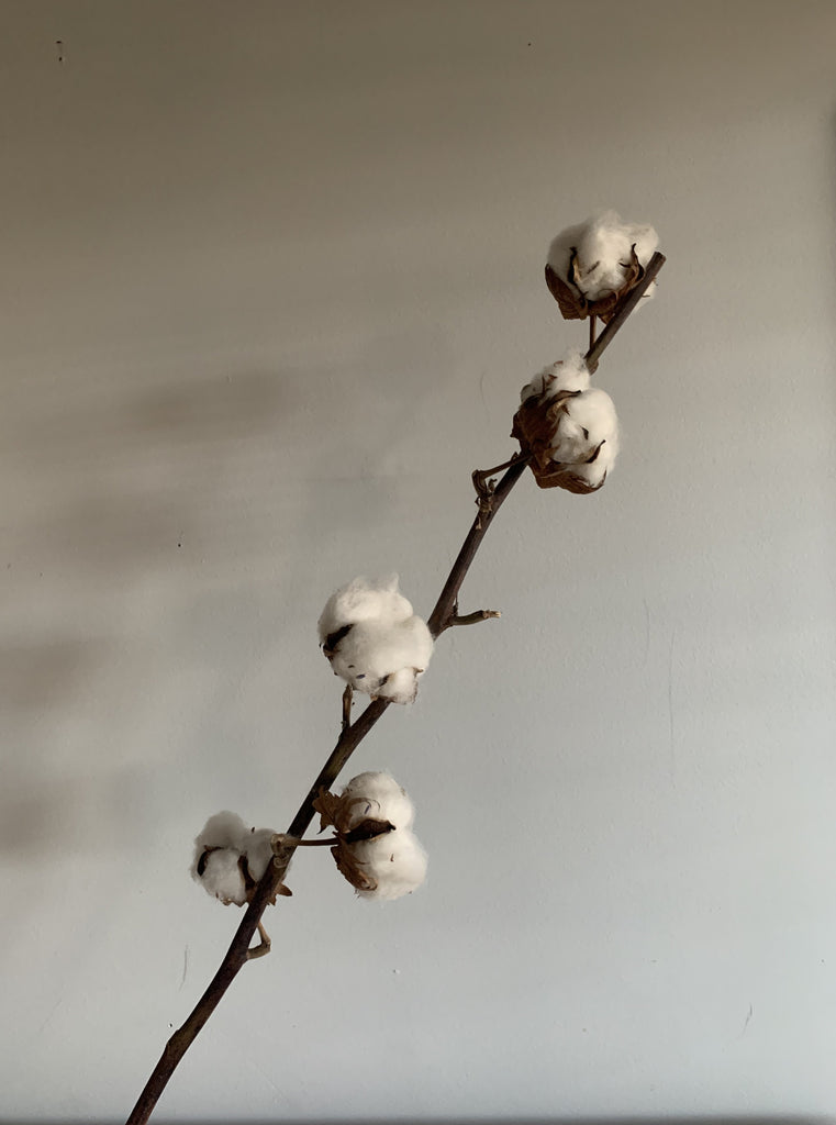 Full Cotton Bulb Stem 